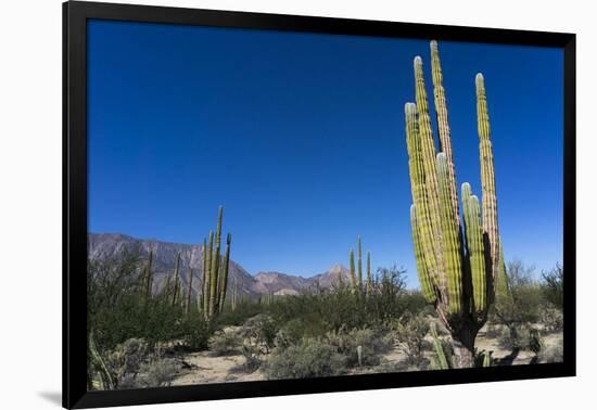 Cacti in dry desert like landscape, Baja California, Mexico, North America-Peter Groenendijk-Framed Photographic Print