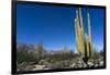 Cacti in dry desert like landscape, Baja California, Mexico, North America-Peter Groenendijk-Framed Photographic Print
