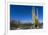 Cacti in dry desert like landscape, Baja California, Mexico, North America-Peter Groenendijk-Framed Photographic Print