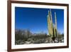 Cacti in dry desert like landscape, Baja California, Mexico, North America-Peter Groenendijk-Framed Photographic Print