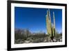 Cacti in dry desert like landscape, Baja California, Mexico, North America-Peter Groenendijk-Framed Photographic Print