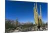Cacti in dry desert like landscape, Baja California, Mexico, North America-Peter Groenendijk-Mounted Photographic Print