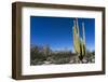 Cacti in dry desert like landscape, Baja California, Mexico, North America-Peter Groenendijk-Framed Photographic Print