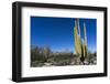 Cacti in dry desert like landscape, Baja California, Mexico, North America-Peter Groenendijk-Framed Photographic Print