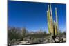 Cacti in dry desert like landscape, Baja California, Mexico, North America-Peter Groenendijk-Mounted Photographic Print