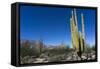 Cacti in dry desert like landscape, Baja California, Mexico, North America-Peter Groenendijk-Framed Stretched Canvas