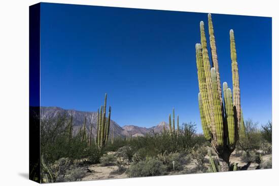 Cacti in dry desert like landscape, Baja California, Mexico, North America-Peter Groenendijk-Stretched Canvas