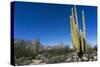 Cacti in dry desert like landscape, Baja California, Mexico, North America-Peter Groenendijk-Stretched Canvas