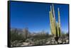 Cacti in dry desert like landscape, Baja California, Mexico, North America-Peter Groenendijk-Framed Stretched Canvas