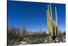 Cacti in dry desert like landscape, Baja California, Mexico, North America-Peter Groenendijk-Stretched Canvas