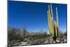 Cacti in dry desert like landscape, Baja California, Mexico, North America-Peter Groenendijk-Mounted Photographic Print