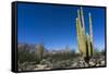 Cacti in dry desert like landscape, Baja California, Mexico, North America-Peter Groenendijk-Framed Stretched Canvas