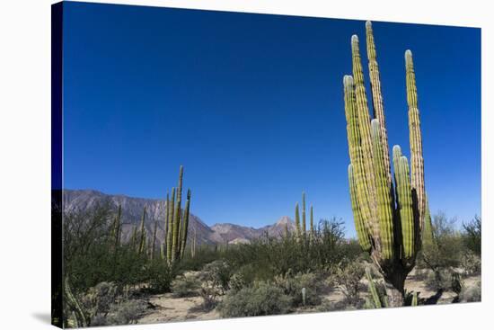 Cacti in dry desert like landscape, Baja California, Mexico, North America-Peter Groenendijk-Stretched Canvas