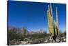 Cacti in dry desert like landscape, Baja California, Mexico, North America-Peter Groenendijk-Stretched Canvas