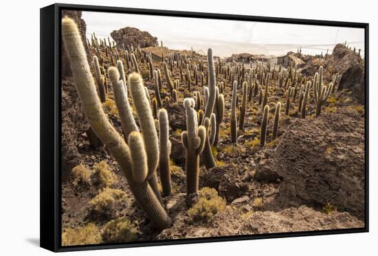 Cacti in Salar De Uyuni-Rigamondis-Framed Stretched Canvas