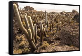 Cacti in Salar De Uyuni-Rigamondis-Framed Stretched Canvas