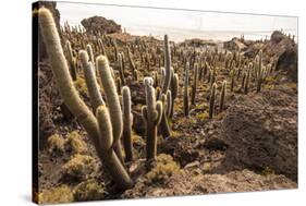 Cacti in Salar De Uyuni-Rigamondis-Stretched Canvas