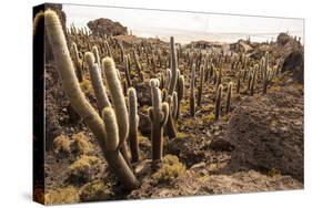 Cacti in Salar De Uyuni-Rigamondis-Stretched Canvas
