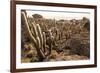 Cacti in Salar De Uyuni-Rigamondis-Framed Photographic Print