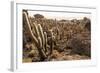 Cacti in Salar De Uyuni-Rigamondis-Framed Photographic Print