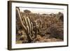 Cacti in Salar De Uyuni-Rigamondis-Framed Photographic Print