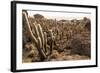 Cacti in Salar De Uyuni-Rigamondis-Framed Photographic Print