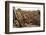 Cacti in Salar De Uyuni-Rigamondis-Framed Photographic Print
