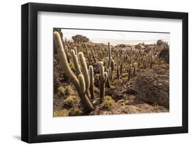 Cacti in Salar De Uyuni-Rigamondis-Framed Photographic Print