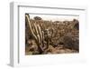 Cacti in Salar De Uyuni-Rigamondis-Framed Photographic Print