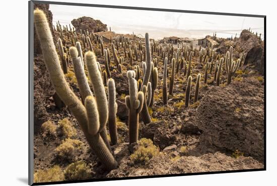 Cacti in Salar De Uyuni-Rigamondis-Mounted Photographic Print