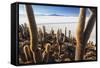 Cacti, Isla Incahuasi, a Unique Outcrop in the Middle of the Salar De Uyuni, Oruro, Bolivia-Roberto Moiola-Framed Stretched Canvas