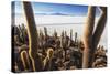 Cacti, Isla Incahuasi, a Unique Outcrop in the Middle of the Salar De Uyuni, Oruro, Bolivia-Roberto Moiola-Stretched Canvas