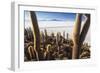 Cacti, Isla Incahuasi, a Unique Outcrop in the Middle of the Salar De Uyuni, Oruro, Bolivia-Roberto Moiola-Framed Photographic Print