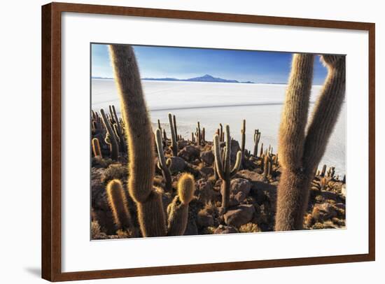 Cacti, Isla Incahuasi, a Unique Outcrop in the Middle of the Salar De Uyuni, Oruro, Bolivia-Roberto Moiola-Framed Photographic Print