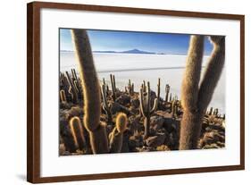 Cacti, Isla Incahuasi, a Unique Outcrop in the Middle of the Salar De Uyuni, Oruro, Bolivia-Roberto Moiola-Framed Photographic Print