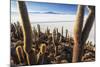 Cacti, Isla Incahuasi, a Unique Outcrop in the Middle of the Salar De Uyuni, Oruro, Bolivia-Roberto Moiola-Mounted Photographic Print