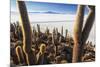Cacti, Isla Incahuasi, a Unique Outcrop in the Middle of the Salar De Uyuni, Oruro, Bolivia-Roberto Moiola-Mounted Photographic Print
