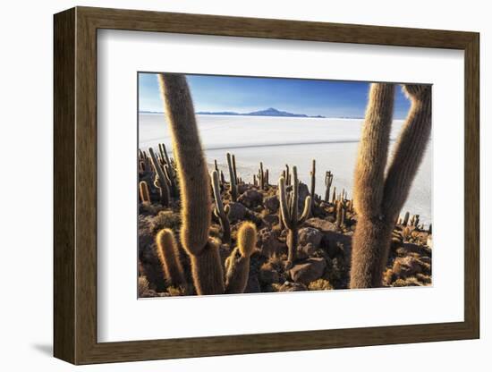 Cacti, Isla Incahuasi, a Unique Outcrop in the Middle of the Salar De Uyuni, Oruro, Bolivia-Roberto Moiola-Framed Photographic Print