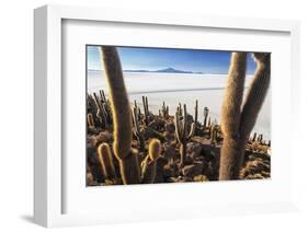 Cacti, Isla Incahuasi, a Unique Outcrop in the Middle of the Salar De Uyuni, Oruro, Bolivia-Roberto Moiola-Framed Photographic Print