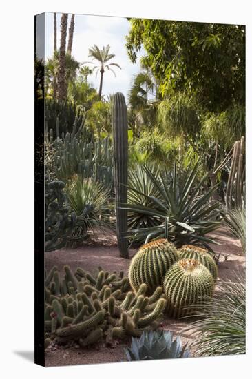 Cacti, Jardin Majorelle, Owned by Yves St. Laurent, Marrakech, Morocco, North Africa, Africa-Stephen Studd-Stretched Canvas