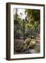 Cacti, Jardin Majorelle, Owned by Yves St. Laurent, Marrakech, Morocco, North Africa, Africa-Stephen Studd-Framed Photographic Print