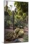 Cacti, Jardin Majorelle, Owned by Yves St. Laurent, Marrakech, Morocco, North Africa, Africa-Stephen Studd-Mounted Photographic Print