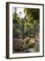 Cacti, Jardin Majorelle, Owned by Yves St. Laurent, Marrakech, Morocco, North Africa, Africa-Stephen Studd-Framed Photographic Print