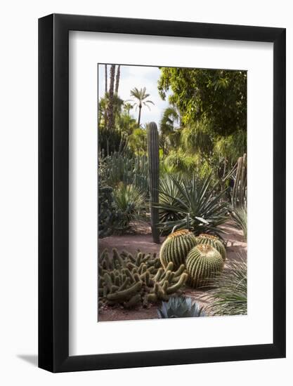 Cacti, Jardin Majorelle, Owned by Yves St. Laurent, Marrakech, Morocco, North Africa, Africa-Stephen Studd-Framed Photographic Print