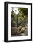 Cacti, Jardin Majorelle, Owned by Yves St. Laurent, Marrakech, Morocco, North Africa, Africa-Stephen Studd-Framed Photographic Print