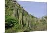 Cacti Landscape View in Aruba Island-meunierd-Mounted Photographic Print