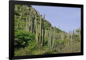 Cacti Landscape View in Aruba Island-meunierd-Framed Photographic Print