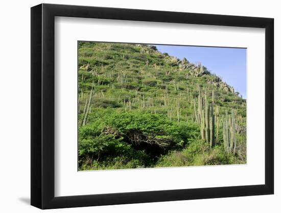 Cacti Landscape View in Aruba Island-meunierd-Framed Photographic Print