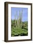 Cacti Landscape View in Aruba Island-meunierd-Framed Photographic Print