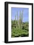 Cacti Landscape View in Aruba Island-meunierd-Framed Photographic Print